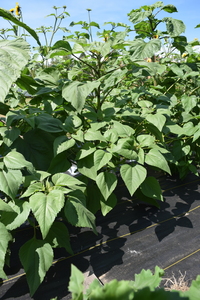 plantside