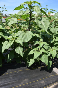 plantside
