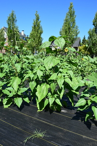plantside