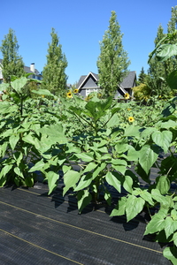 plantside