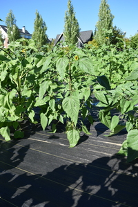 plantside
