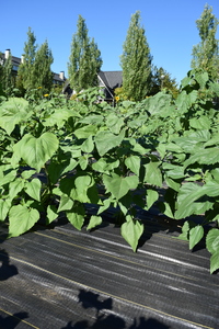 plantside