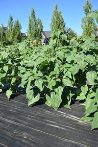 plantside