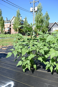 plantside