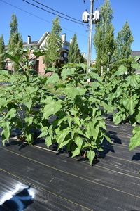 plantside
