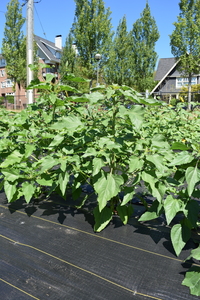 plantside