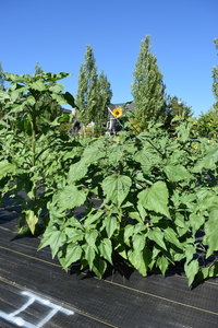 plantside