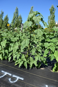 plantside