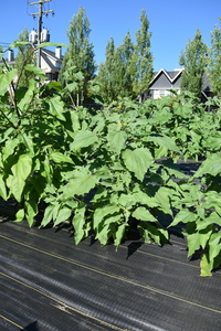 plantside