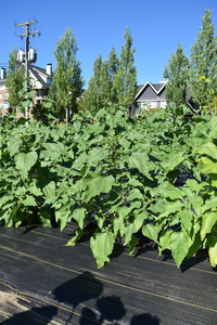 plantside