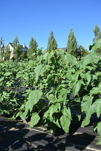 plantside