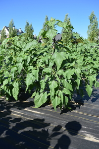 plantside