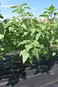 plantside