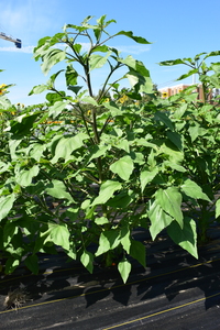 plantside
