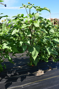 plantside