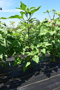 plantside