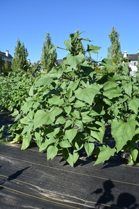 plantside