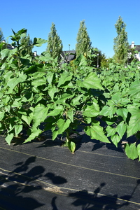 plantside