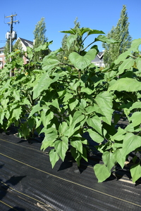 plantside