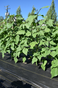 plantside