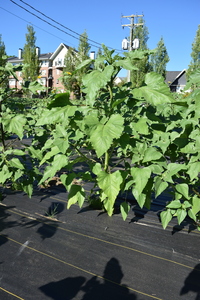 plantside