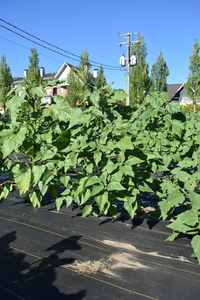 plantside