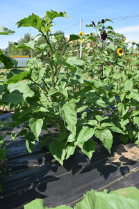 plantside