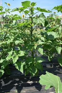 plantside