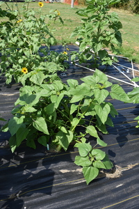 plantside