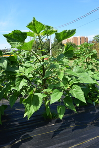 plantside
