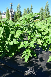 plantside