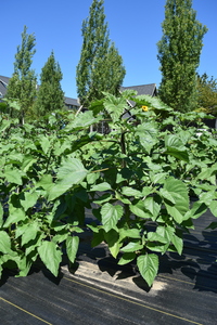 plantside