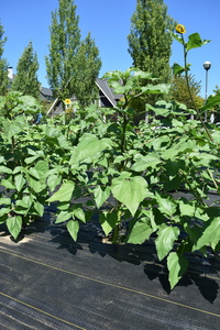 plantside