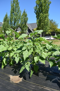 plantside