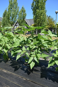 plantside