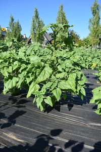 plantside