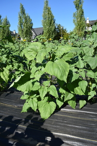 plantside