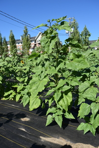 plantside