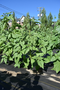 plantside