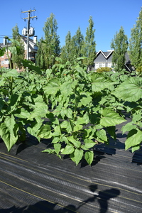 plantside