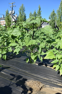 plantside