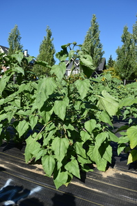 plantside