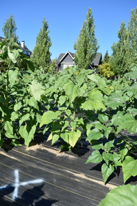 plantside