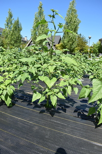 plantside