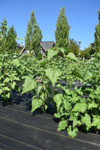 plantside