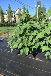 plantside