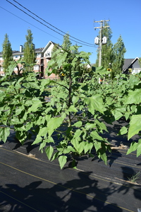plantside