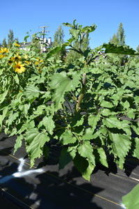 plantside