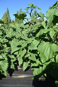 plantside