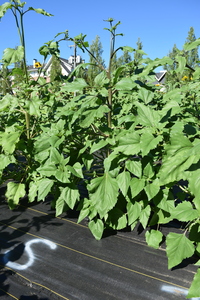 plantside